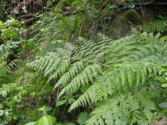 Arachniodes webbiana