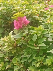 Bougainvillea