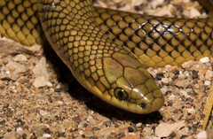 Paraphimophis rusticus