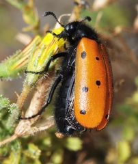 Hycleus scutellatus