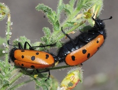 Hycleus scutellatus