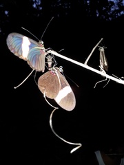 Heliconius erato adana