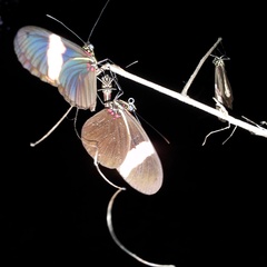 Heliconius erato adana