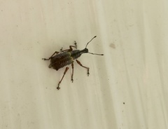 Hybreoleptops tuberculifer