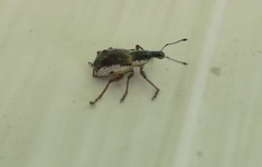 Hybreoleptops tuberculifer