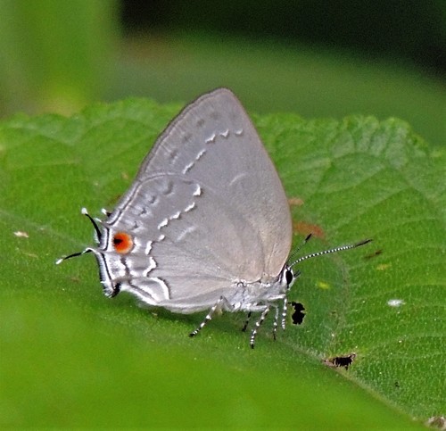 Pearly-gray Hairstreak