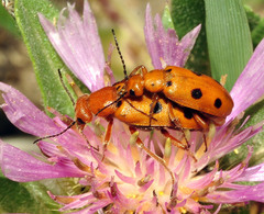 Leptopalpus rostratus
