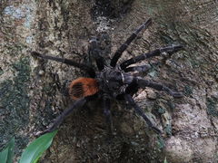 Tliltocatl epicureanus