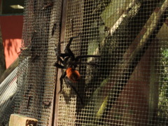 Tliltocatl epicureanus