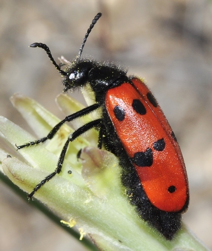 Mylabris amorii · iNaturalist