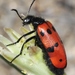 Mylabris amorii - Photo (c) faluke, some rights reserved (CC BY-NC), uploaded by faluke