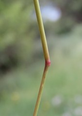 Aristida bipartita