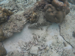Epinephelus erythrurus
