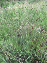 Aristida bipartita