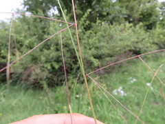 Aristida bipartita