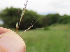 Aristida bipartita