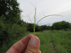 Aristida bipartita