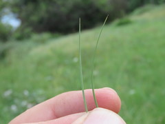 Aristida bipartita