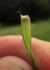 Aristida bipartita