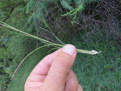Aristida bipartita