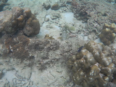 Epinephelus erythrurus