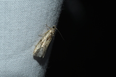 Olethreutes punctanum