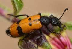 Mylabris maculosopunctata