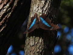 Archaeoprepona demophon