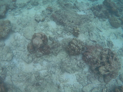 Epinephelus erythrurus