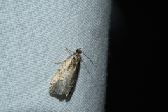 Olethreutes punctanum