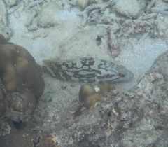 Epinephelus erythrurus