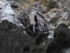 Lestrimelitta niitkib