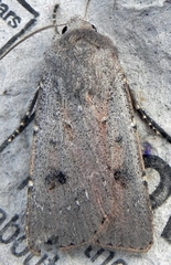 Agrotis vetusta