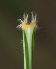 Eragrostis obtusa