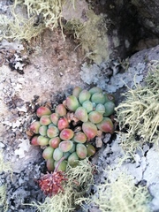 Sedum acaxee