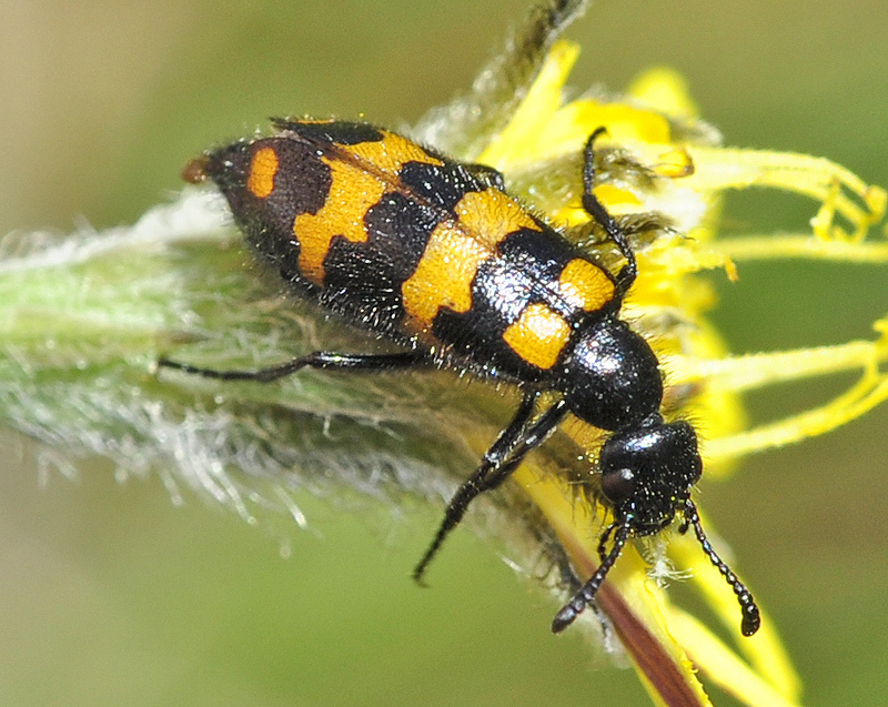 Mylabris nevadensis