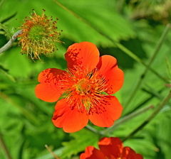Geum coccineum