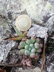 Sedum acaxee
