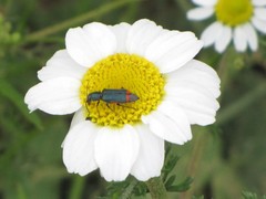 Haplomalachius flabellatus