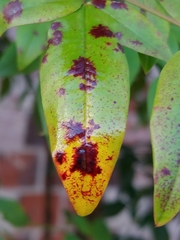 Pseudocercospora nandinae