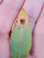 Pseudocercospora nandinae