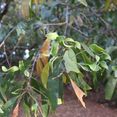 Juliflorae