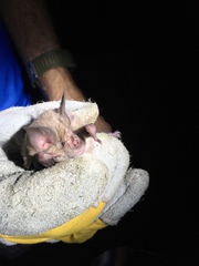 Rhinolophus mehelyi