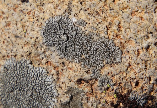 Dimelaena radiata