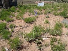 Penstemon pachyphyllus