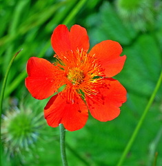 Geum coccineum