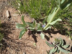 Penstemon pachyphyllus