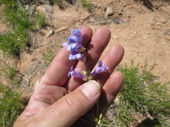 Penstemon pachyphyllus