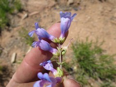 Penstemon pachyphyllus