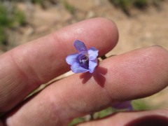 Penstemon pachyphyllus